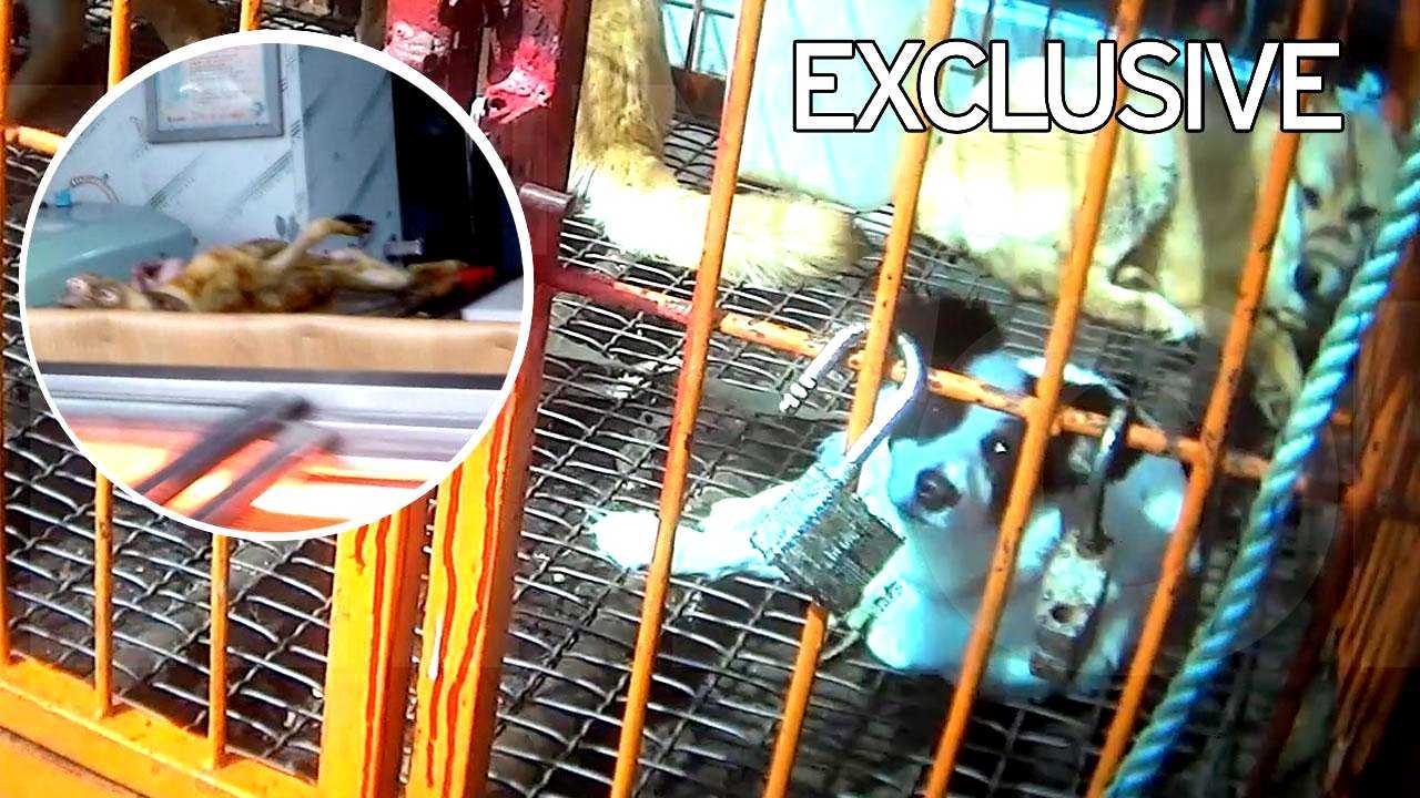 Dog meat consumption in South Korea