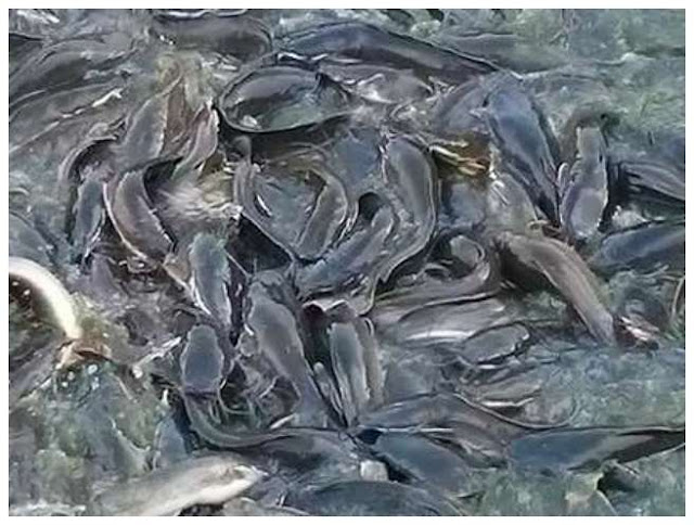 Kamu Harus tahu !.. Ciri-Ciri Lengkap Ikan Lele Yang Sakit Kamu Harus tahu !.. Ciri-Ciri Lengkap Ikan Lele Yang Sakit