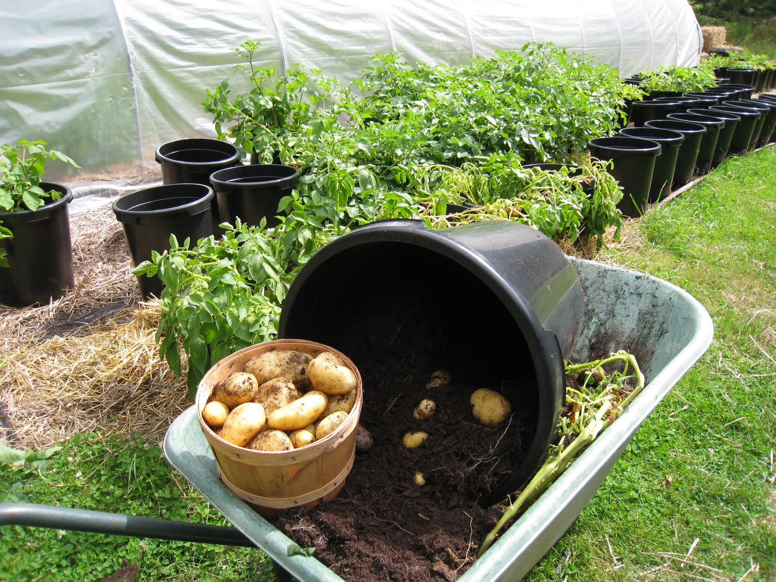 Christina's Garden potato harvest