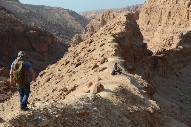 Earliest records of three plant groups uncovered in the Permian of Jordan Earliest records of three plant groups uncovered in the Permian of Jordan