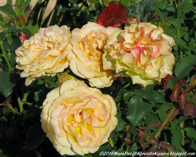 Africa to Algarve: Garden Bloggers' Bloom Day - May 2014