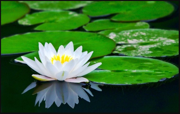 Makna Dari Bunga Teratai