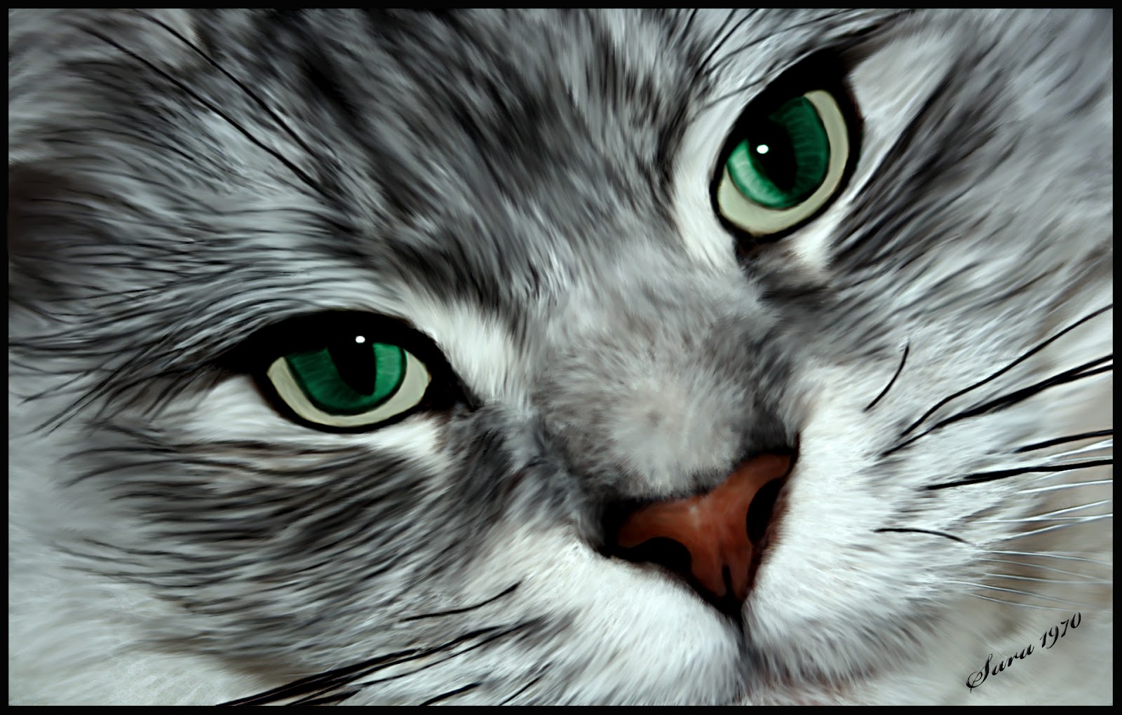 Cute Cat HD Desktop Wallpaper