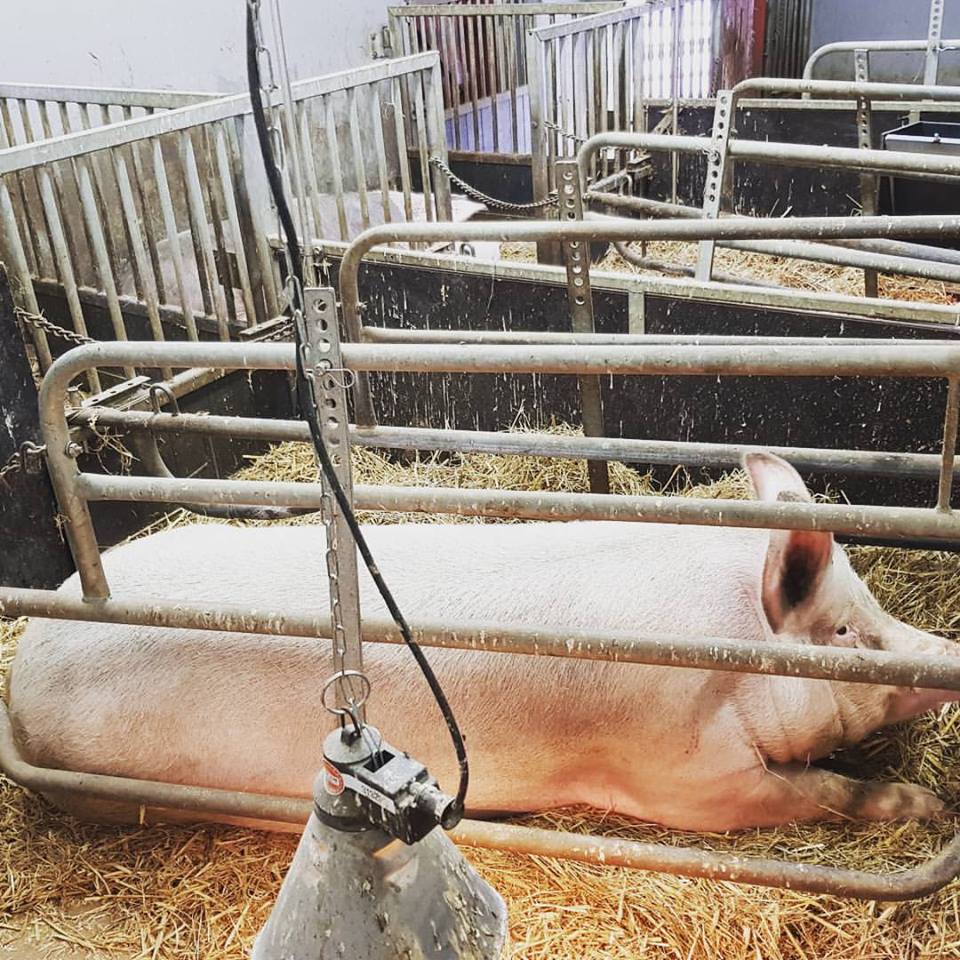 Agricultural Sciences Animal Science Gestation Crates