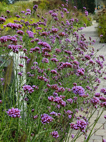 Verbena bonariensis tall verbena Toronto Botanical Garden Entry Walk by garden muses-not another Toronto gardening blog