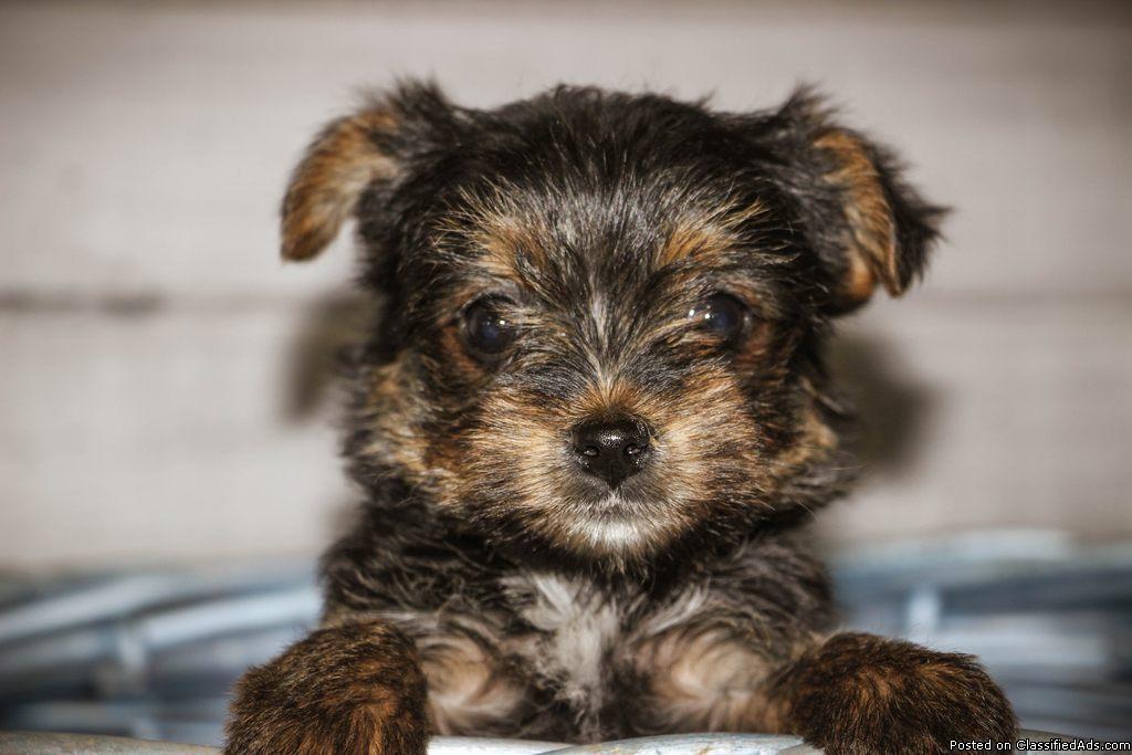 KUWAIT DOGS AND PUPPIES FOR SALE DOGS IN KUWAIT DOGS AND PUPPIES