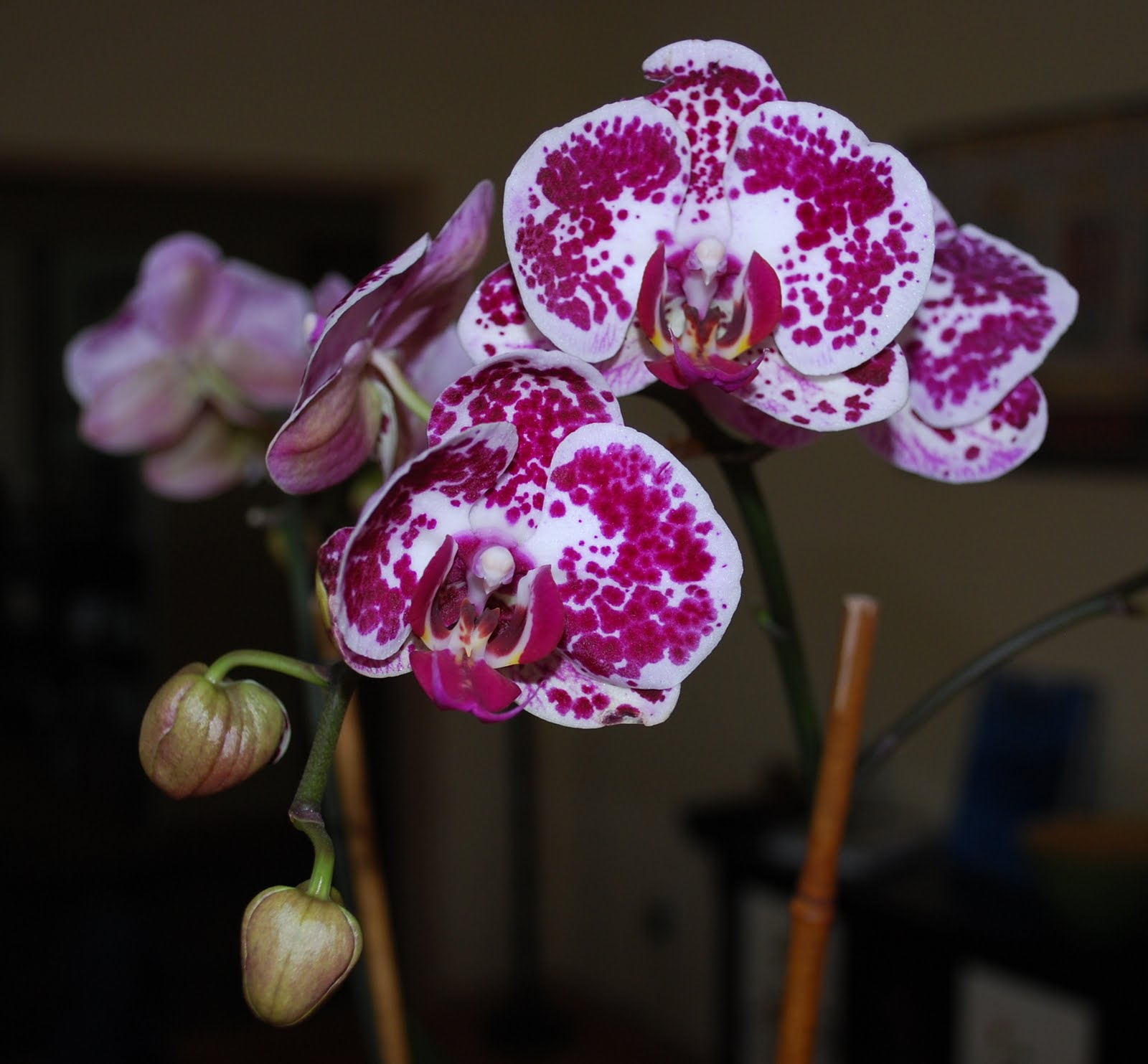 Daniel's Pacific NW Garden Orchid Blogging for January