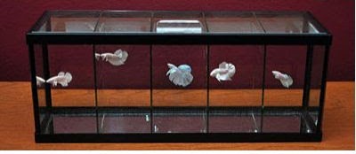 Aquarium Ikan Hias Mini? Lihat Gambarnya Berikut