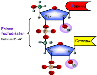 Estructura de ácidos nucleicos
