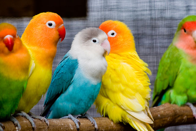 Cara Merawat Lovebird Agar Gacor Dan Ngekek Panjang - Seputar Burung