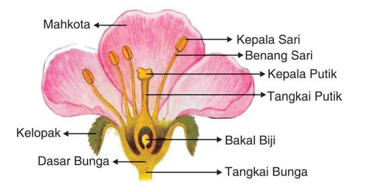 81+ Gambar Bunga Balai Angin Paling Mekar 81+ Gambar Bunga Balai Angin Paling Mekar