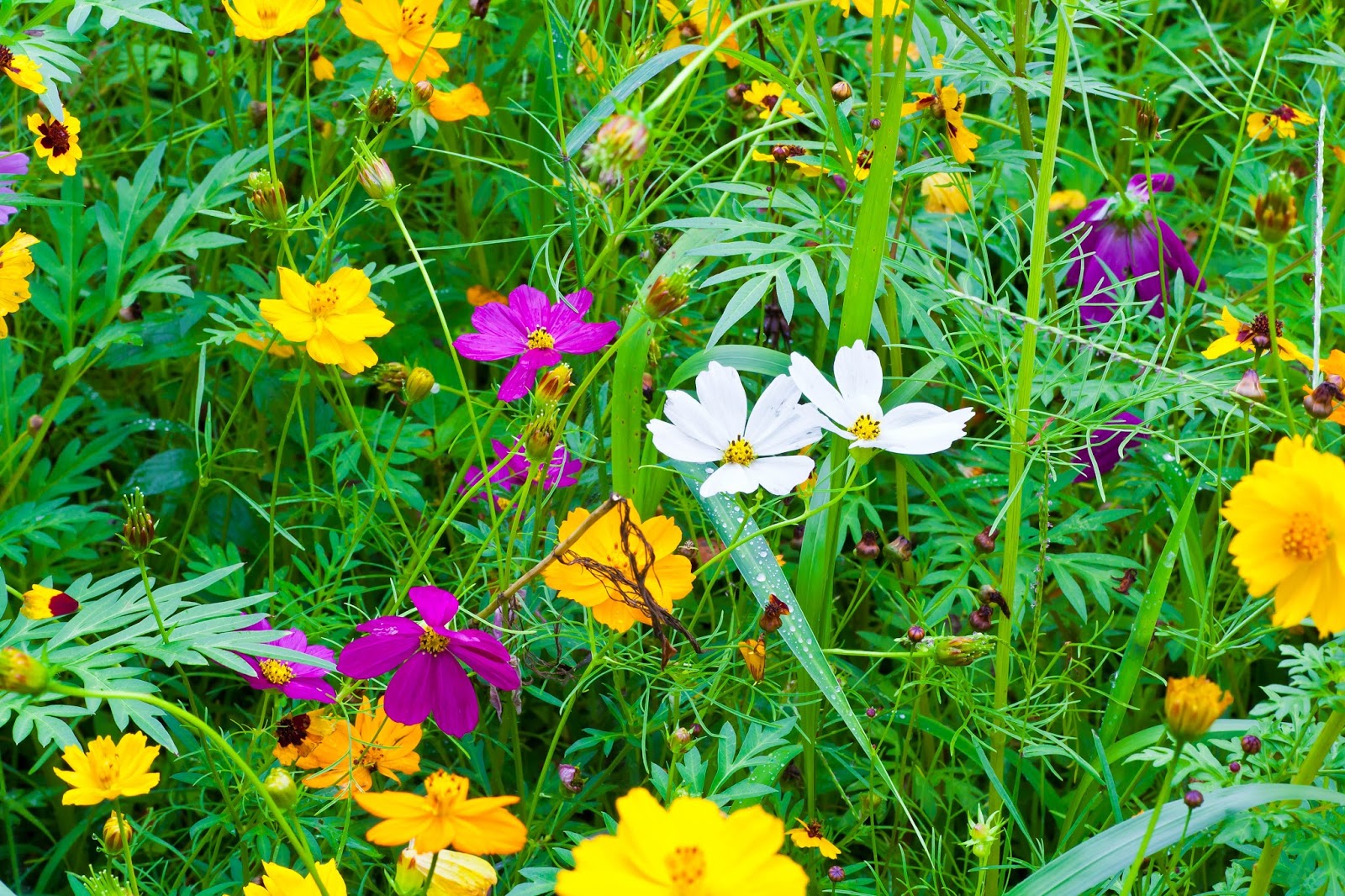 Lincoln's Domain: West Virginia Wildflowers