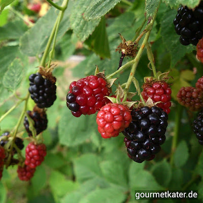 Brombeeren