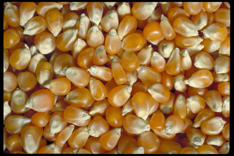 форма семян кукурузы. форма семян кукурузы. проросшие семена кукурузы. форма зерна кукурузы. пророщенная кукуруза.