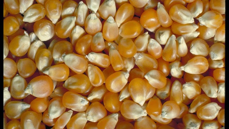 Cara Membuat Pakan Ayam Petelur Sendiri 2