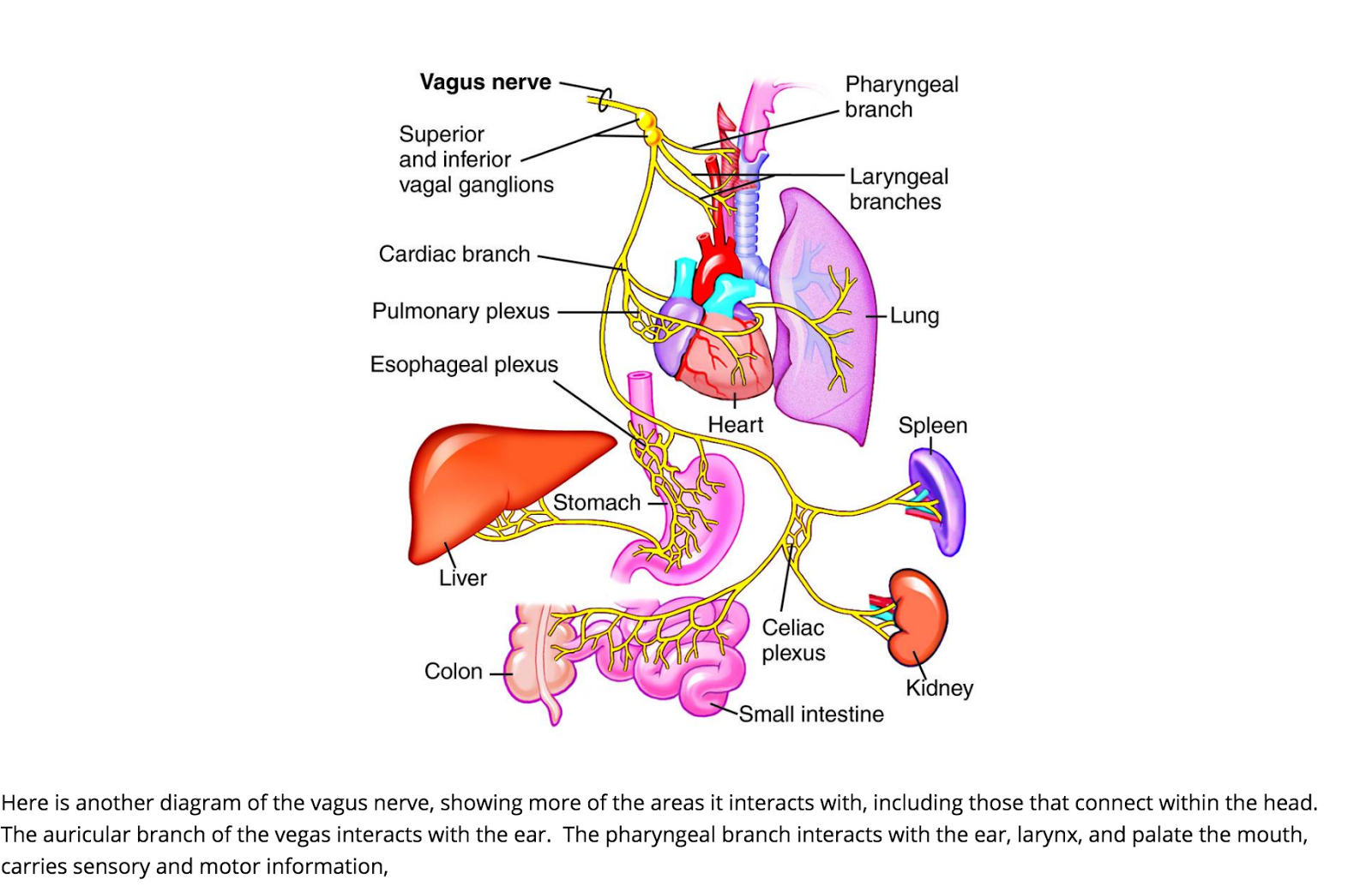 Левый блуждающий нерв. Блуждающий нерв nervus Vagus. Вагус нерв схема. Вагус анатомия. Nervus Vagus анатомия.
