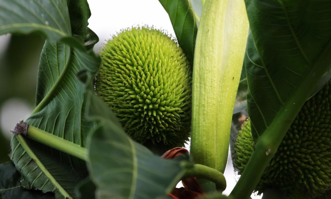 African Breadfruit Food Recipe