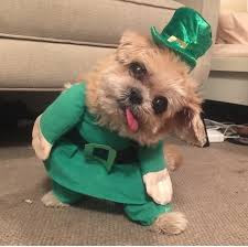 St-Patricks-day-meme-funny-pics St-Patricks-day-meme-funny-pics