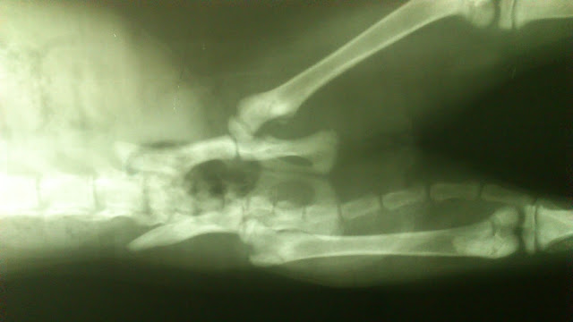 Hip Joint Dysplasia Pada Kucing Persia (Case Report)