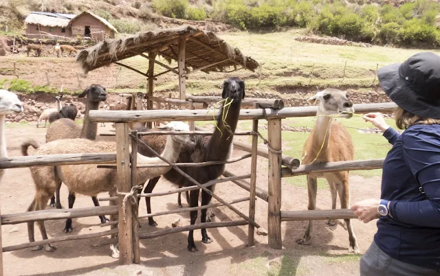 What to do in Cusco in 3 days: Feeding llamas at Awana Kancha on a day trip from Cusco