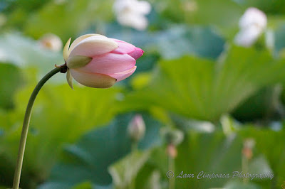 Nelumbo nucifera Floare de Lotus flower Lotosblume fiorediloto