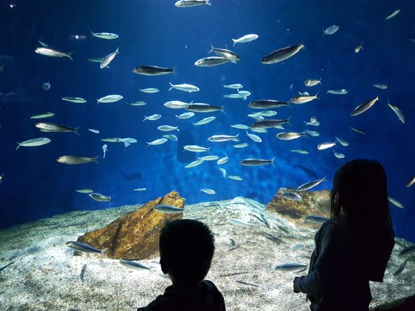 aquarium-rochelle-visite-poissons-requins