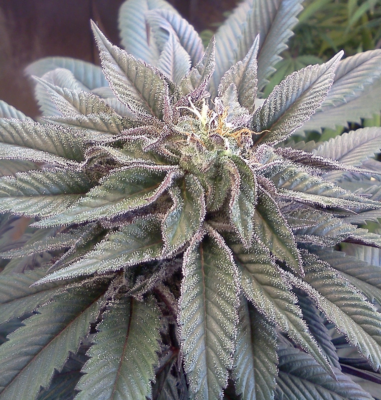 Stealth Marijuana Grow Lights of Today CFL vs Hid vs LED Todays