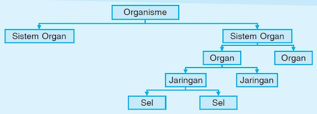Susunan Sistem Tingkat Organisasi Kehidupan dalam Tubuh Makhluk Hidup Susunan Sistem Tingkat Organisasi Kehidupan dalam Tubuh Makhluk Hidup