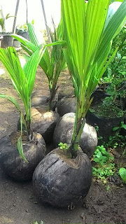Jual Bibi Kelapa Cilacap Genjah Menthog di Cilacap