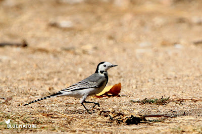 Lavandera blanca (Motacilla flava) suele caminar por el borde del embalse o junto al ganado.