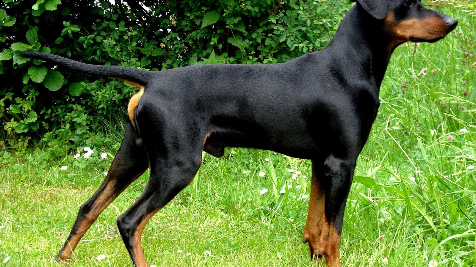 German Pinscher Rescue German Choices