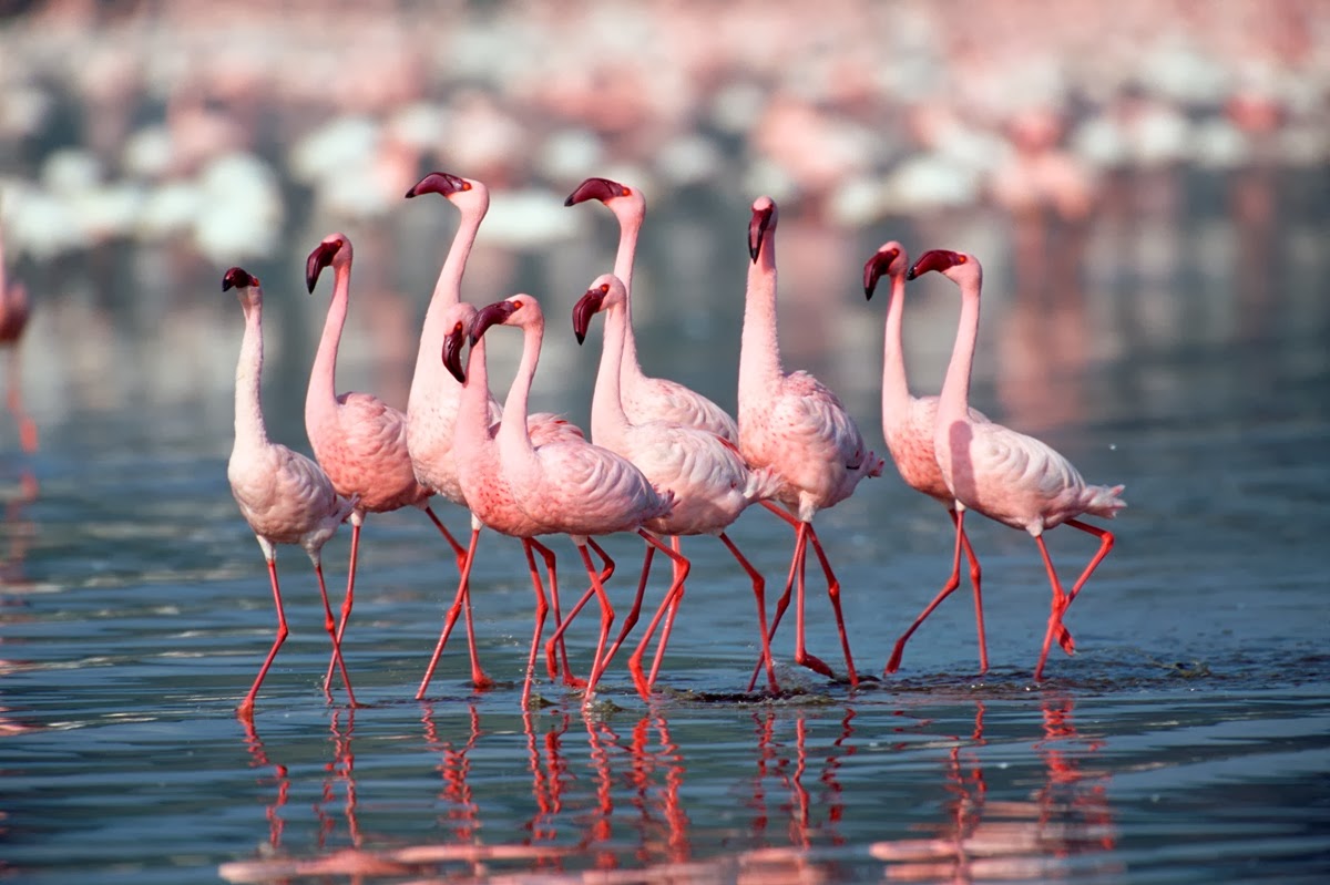 Great Flamingoes, Rann of Kutch