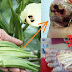 Sampaikan Ke Orang Tua Anda Dan Yang Lain'Nya..."Mulai Hari Ini Detik Ini Juga Ketahuilah", Inilah Obat Ampuh Untuk Diabetes..!!! Kini Sudah Teruji Ilmiah Dengan Tanaman "Okra" Begini Caranya Pengolahan Dan Pengobatan'Nya..!!!!!