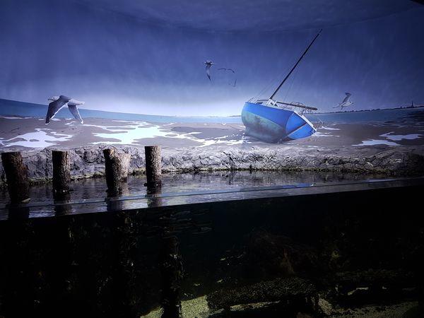 aquarium-rochelle-visite-poissons-requins