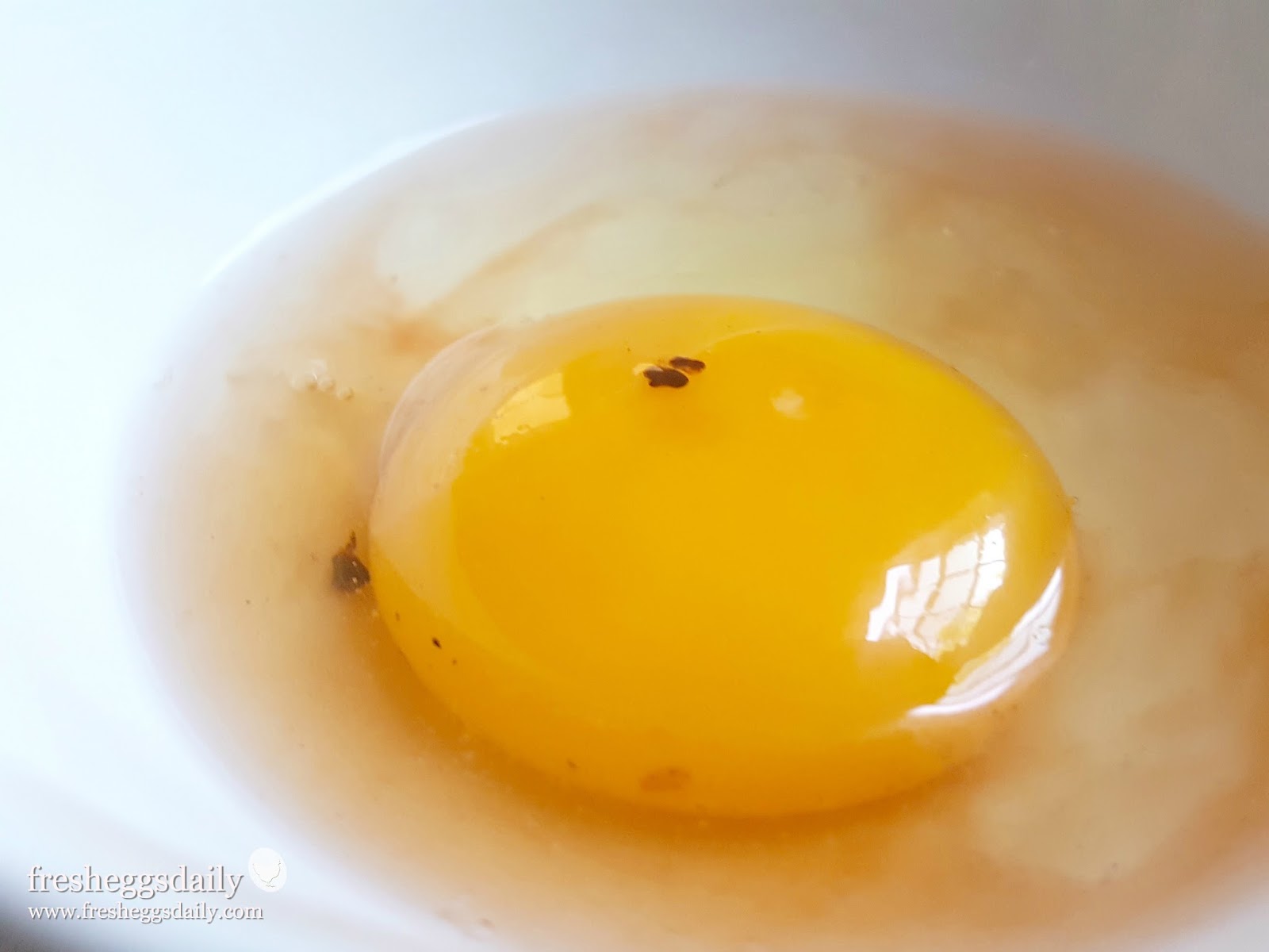 Beregn lav lektier etnisk Why are There Blood Spots in Fresh Eggs? - Fresh Eggs Daily® with Lisa  Steele