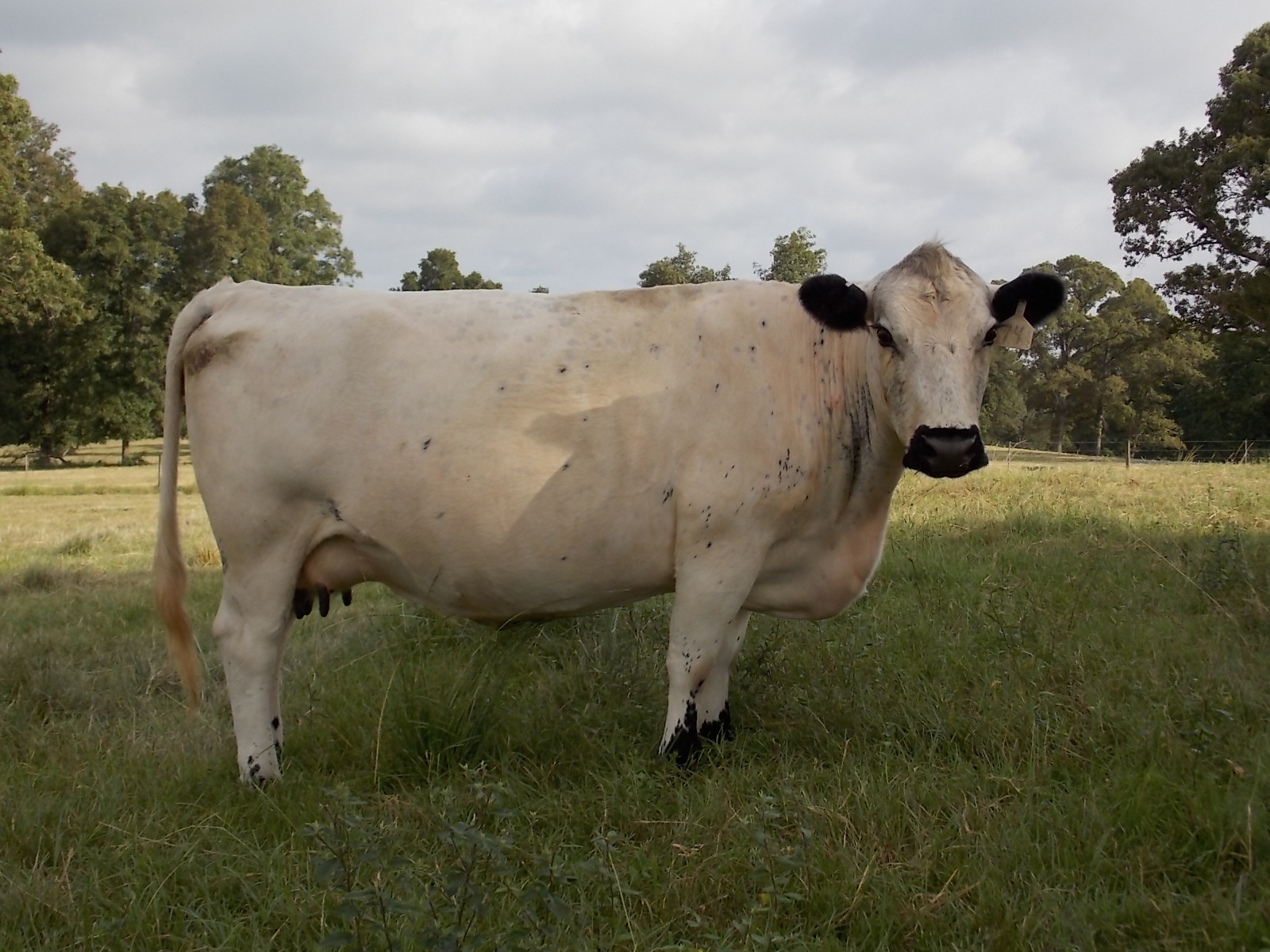 Jimmie's Blog British White Cattle & More British White Cows for