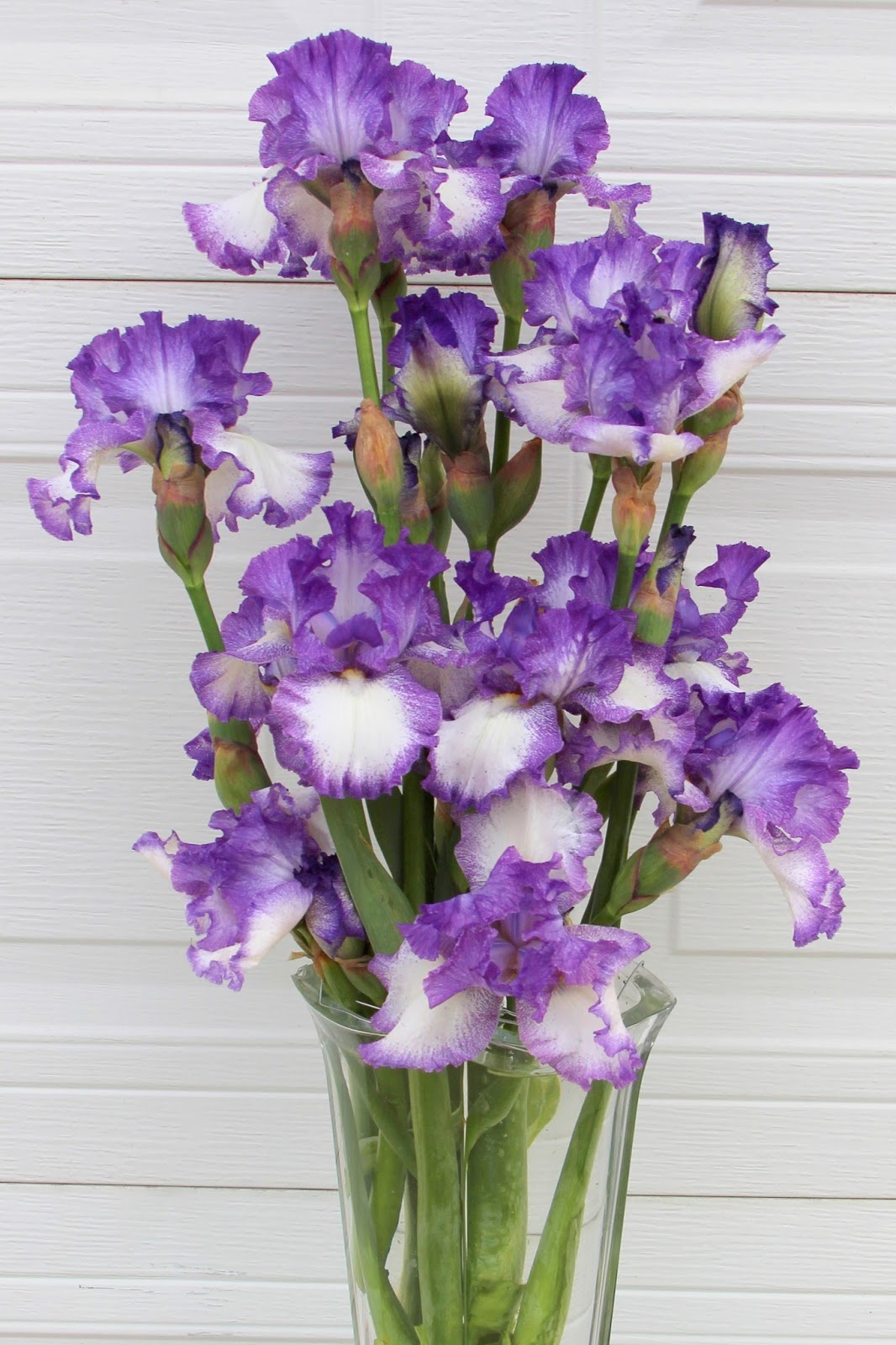 World of Irises "Talking Irises" DISPLAYING IRISES Using a variety of