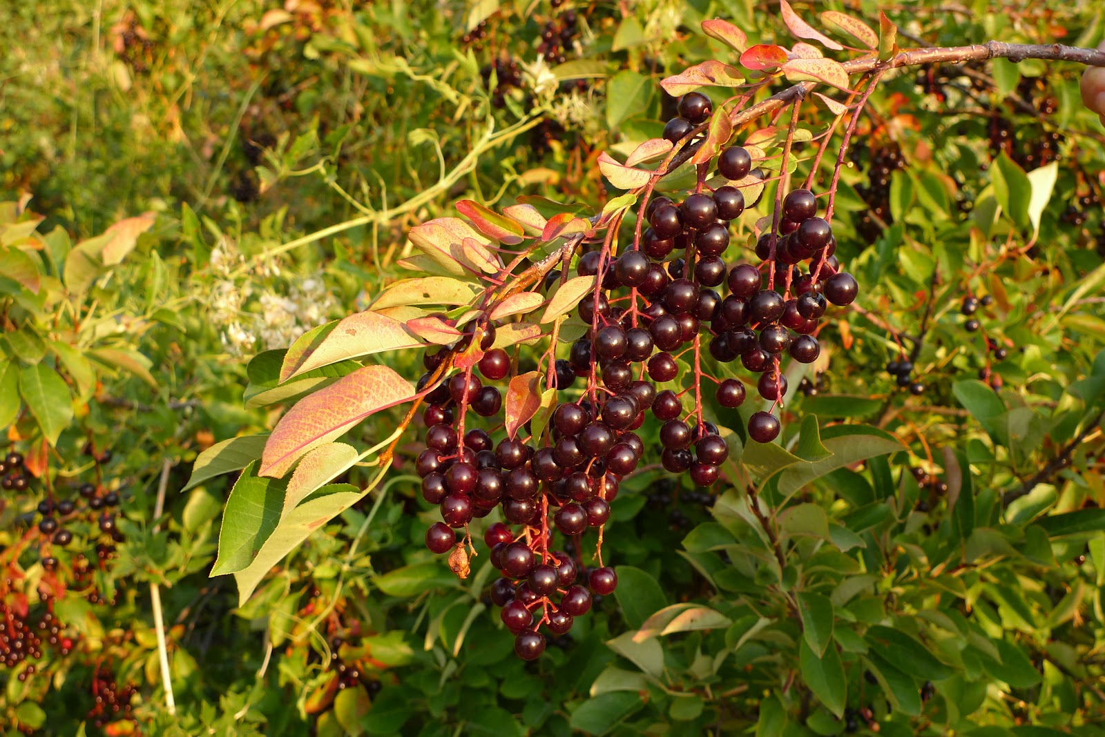 Wild Harvests Chokecherries from the dry side of the mountain