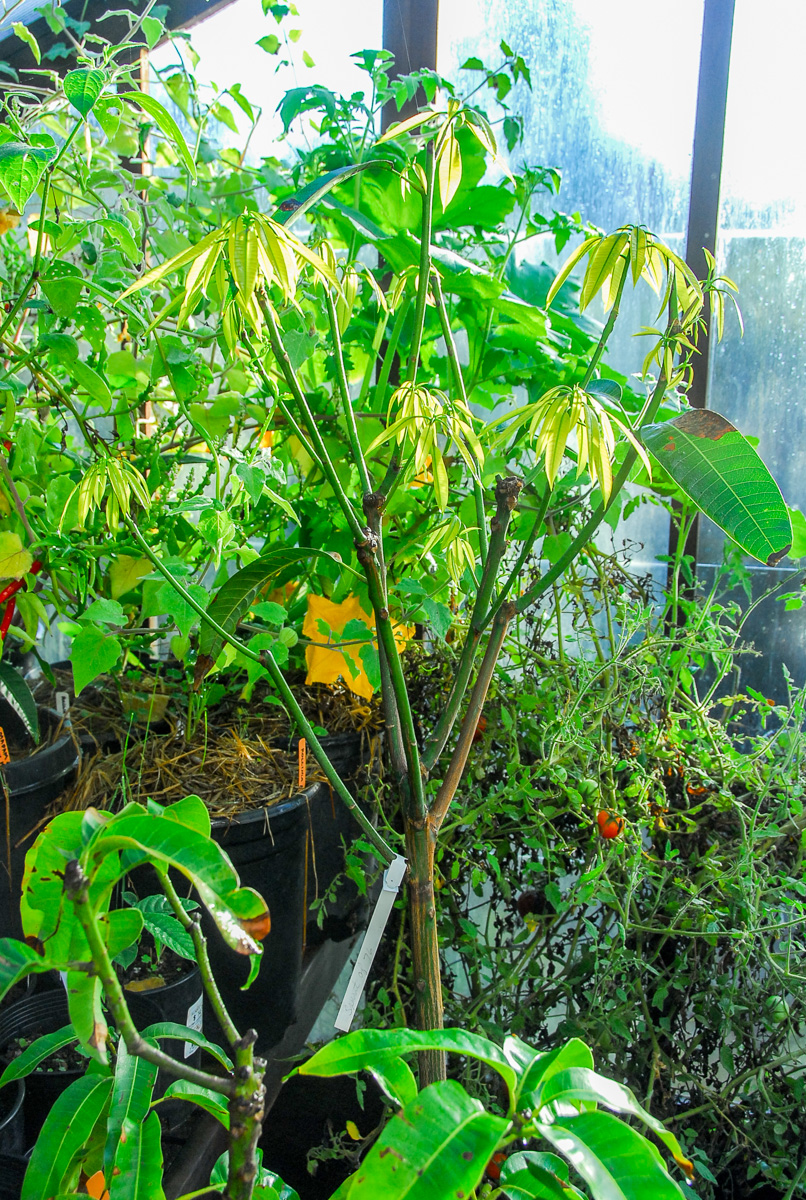 MANGO69 Mango greenhouse update.