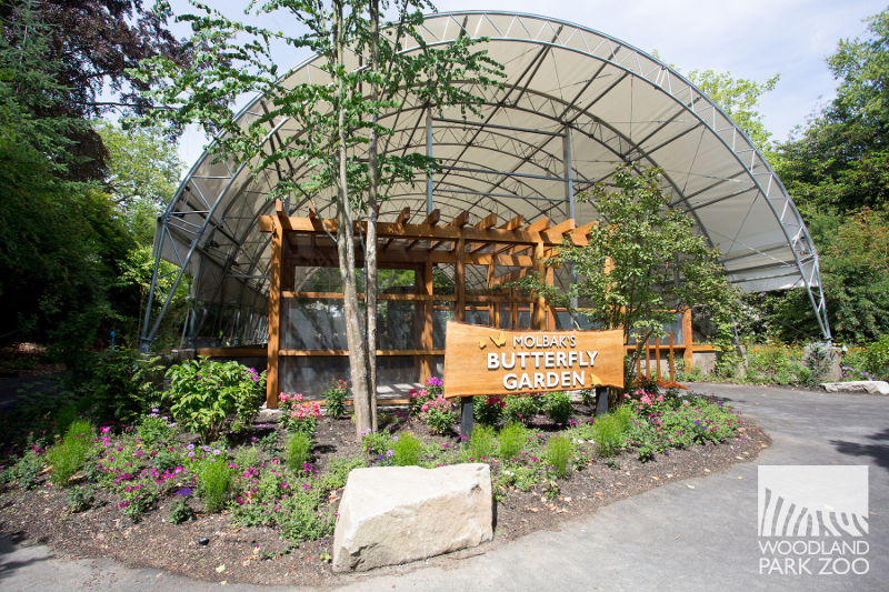 Butterflies take flight at Woodland Park Zoo