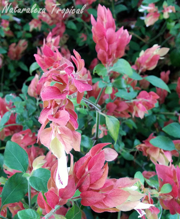 Otra foto de las inflorescencias del Camarón, Justicia brandegeeana