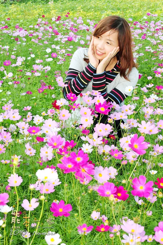 苗栗銅鑼杭菊季