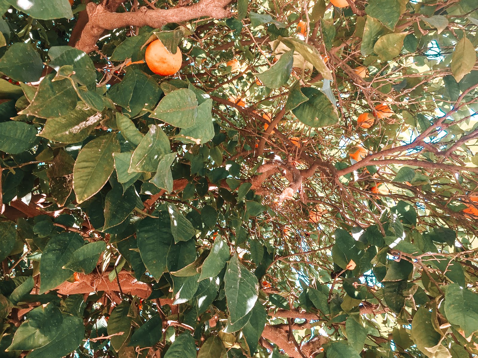 Orangers et leurs oranges encore dans l'arbre à Marrakech