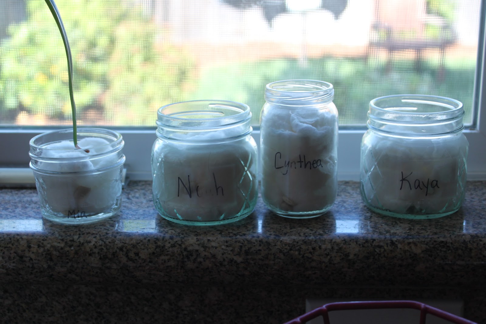 Natural Nesters A Jar + White Beans + Cotton Balls = FUN!