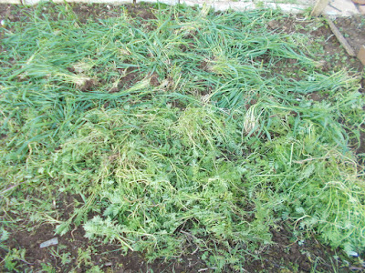 Green manure cut down before digging in 80 Minute Allotment Green Fingered Blog