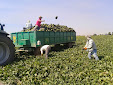 Picking up melons and water melons