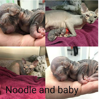 Sphynx Kitten born by cesarian.