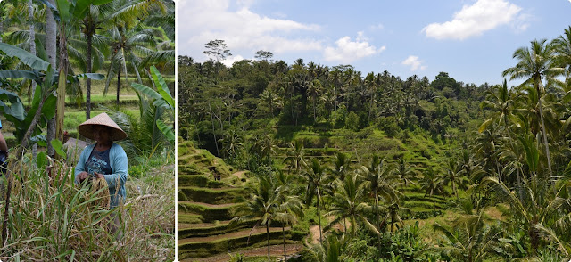 Día 14-Nov.Ubud (Tegallalan-plantación café-Tirta Empul-Goa Gajah-Monkey Forest) - Indonesia en 23 días, Nov-Dic 2012 (2)