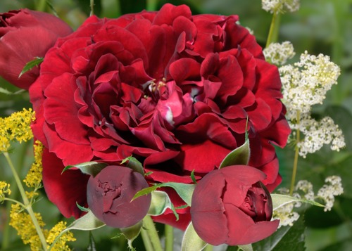 Isabel Renaissance rose сорт розы фото  