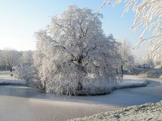 Stablo u snijegu, zima download besplatne pozadine slike za mobitele